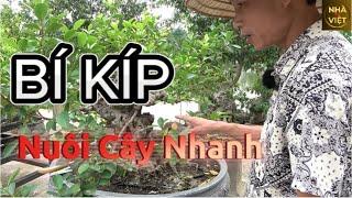 BÍ KÍP nuôi CÂY nhanh trong cây cảnh nghệ thuật | Kỹ thuật cây cảnh