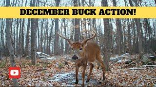 Whitetail Buck Early December Activity | Trail Cam Videos