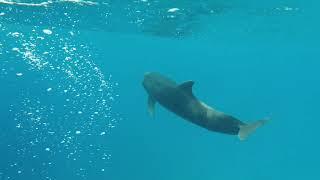 freedive israel\freediving course with dolphins\ צלילה חופשית ישראל\קורס צלילה חופשית