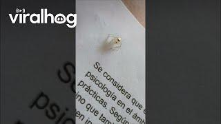 Bespectacled Spiders Joins Study Session || ViralHog