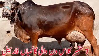 Top Class 8 Cow laat for Sale in pakistan by shah muhmmad