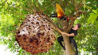 Climbing To Catch The Giant Hornet Hive For Food On The Big Tree | Don't Be Bitten By These Hornets