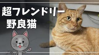 毎日遊びに来る野良猫が可愛すぎたｗ【ロシアンブルー】猫