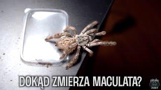 Maculata i Liphistius doczekały się przeprowadzki !