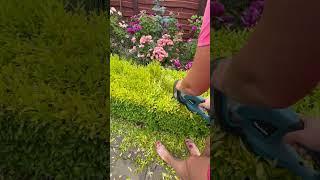 До или после, как лучше ?#живаяизгородь #регулярныйсад # #красивыйсад #сад #цветыдлядома