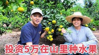 夫妻俩投资50000元在山里种水果，整整5年过去了，看看到底挣了多少钱