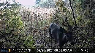 2024 Trail Camera
