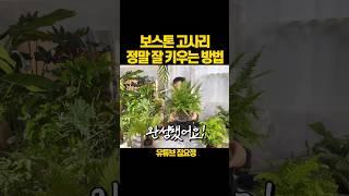 보스톤고사리 안 죽이고 잘 키우는 최고의 방법 #식물
