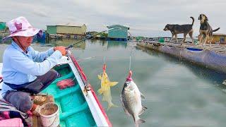 Câu Cá Làng Bè Đảo Long Sơn Vũng Tàu║Tìm Cá Tráp Nhưng Lại Gặp Đàn Cá Úc Vàng