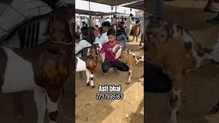 3 JUNE 2025 AJMER BAKRA MANDI LIVE UPDATE COVER WITH PRICE RAJASTHAN BIGGEST MANDI