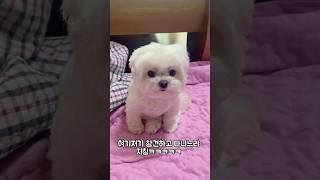 명절3일차 집에 가고 싶은 강아지