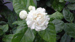 Growing Jasmine (Jasminum sambac) - How to Grow Jasmine