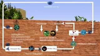 Ekosistemler - Azot Döngüsü