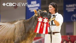 Meet Delphie, the grand champion cow of Canada’s biggest agricultural expo