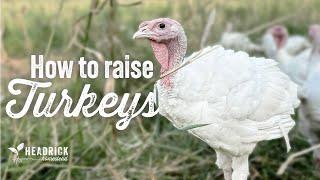 How to Raise Turkeys | From Poults to Full Grown