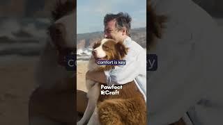 Concerned Dog Parents, How to Tell if Your Dog is Sad or Depressed?