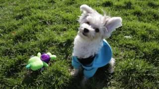 Morkie 101: Is the Morkie Dog Breed Right for You?