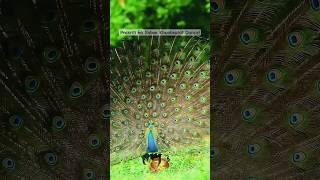 Prakriti ka Sabse Khoobsurat Dance – Mor Ka Dance! #PeacockDance #ViralShorts #MonsoonFeels #peacock