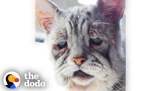 Grumpy Old Looking Cat Just Wants To Play Like A Kitten | The Dodo