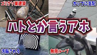 【2ch動物スレ】平和の象徴「ハト」やっぱり頭が悪かった→数多のアホエピソードにネット民困惑wwwwww【なんj】