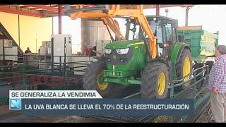 El Campo | La uva blanca se lleva el 70 % de la reestructuración | 13/09/24