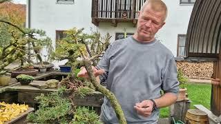 Engelsberger züchtet Bonsais aus heimischen Bäumen