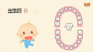 牙齿的种类 | 乳牙与恒牙 | 牙齿的结构 【优颂 Yuso】