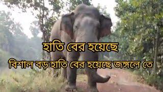 A huge elephant is out in the jungle #YouTube videos #viral videos #