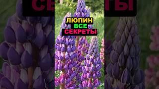 Люпин все секреты #секреты #огород #дача #сад #цветы #люпин