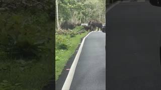 Elephant herd crossing the road | #Mudumalai #Bandipur #Masinagudi #Theppakadu | Thedal 360°