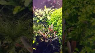 Aquarium Bucephalandra Moss Monte Carlo️