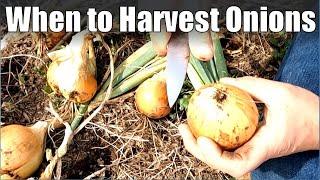 Harvesting, Processing and Storing Onions