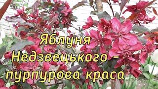 Яблуня Недзвецького або райське яблучко щовесни тішить своїм незвичайним декоративним виглядом