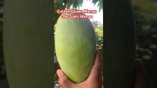 Backyard farming -Golden Queen Mango the giant mango. #backyardfarming #goldenqueen #shorts #farmers