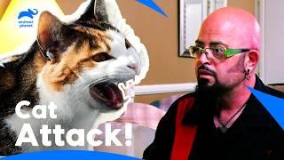 Jackson Galaxy Tames the Angriest Cat Ever! | My Cat From Hell | Animal Planet