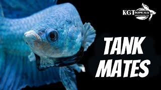 Top 10 Tank Mates For Bettas