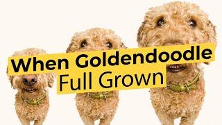 When is a Goldendoodle Full Grown?  We did the math!  (2022) 