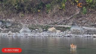 Tiger Swimming | Jungle Safari | Jim Corbett National Park