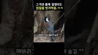 (쉿!) 곤줄박이가 먹이 숨기는 비밀장소 공개.^^
