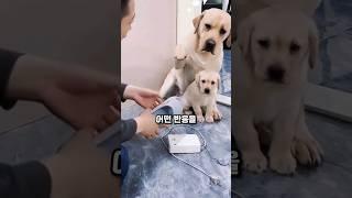 주인이 자기 자식을 혼내자 어미 댕댕이는