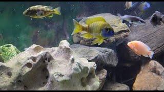 African Cichlids,  Eels, Turtles, And Sharks .ALL IN THE SAME TANK!! 