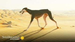 This Arabian Dog is Fast Enough to Catch a Gazelle  Amazing Dogs | Smithsonian Channel