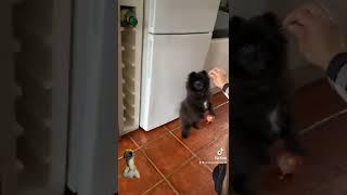 Mini black Pomeranian dancing️️#minipomeranian #fluffypomeranian #dogsoftiktok #smalldog