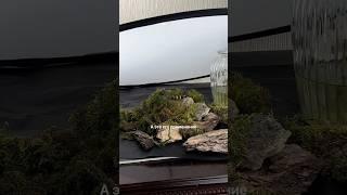 Мох собирала год назад, хранила на балконе в -30 выжил! И все еще фотогеничен #предметнаясъемка