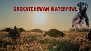 Saskatchewan Waterfowl Adventures - The Sask Goose Company