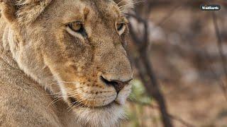 A Nkuhuma Wednesday- SafariLIVE Sunrise - 11 December 2024