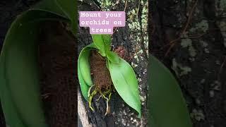 Orchids enjoy living on your trees #orchid #orchidgarden #orchidlover #mountingorchids