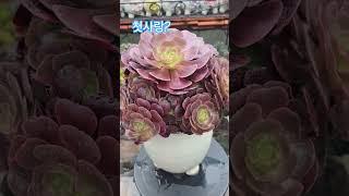 첫사랑?  내첫사랑 봉식이는 어디서 잘 살고 있는지 모르긋네?  #박서진가수님 #닻별가 #첫사랑 #에오니움 #냥이분 #벼리새미님  #시츄 #시숑