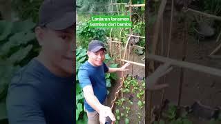 Lanjaran tanamanGambas dari bambu #yukberkebun #berkebun