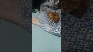 꼬랑지 어디에 걸친겨 ㅋㅋㅋ #cat #그냥해 #고양이 #냥춘기 #cute #cutecat